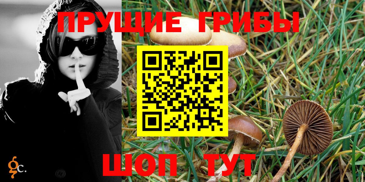 Курчатов  Галлюциногенные грибы Psilocybe  Вход с VPN  Галлюциногенные грибы Psilocybe 